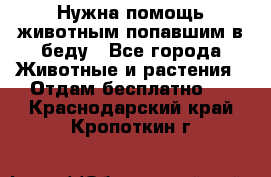 Нужна помощь животным попавшим в беду - Все города Животные и растения » Отдам бесплатно   . Краснодарский край,Кропоткин г.